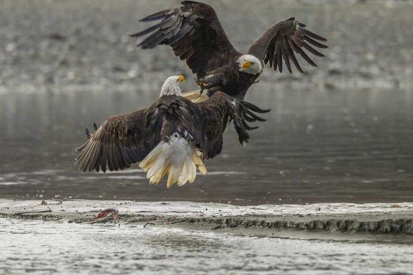 AK, Chilkat Bald eagles fighting in the air
